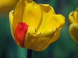 One Red Petal_53198
